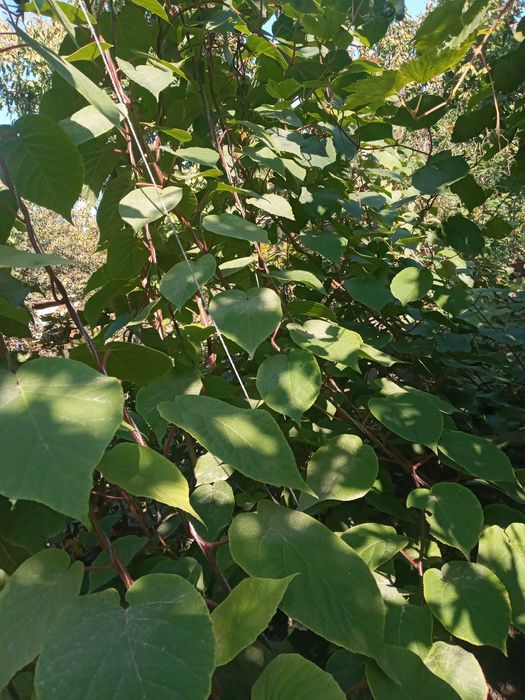 Хейворд Киви кўчатлари-Саженцы киви сорта Хейворд