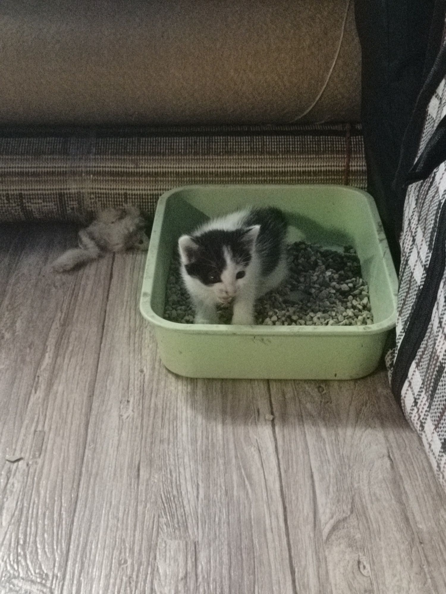 Кошечка крысыловка