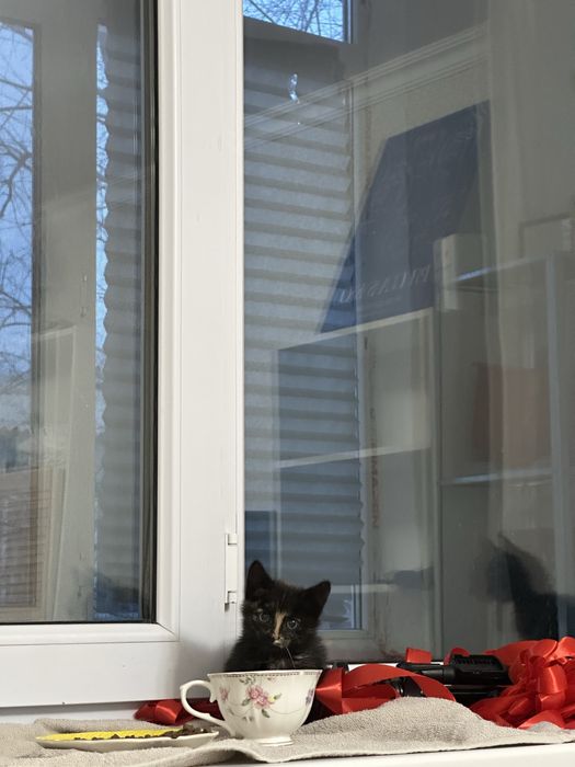 Котята 1,5 месяцев