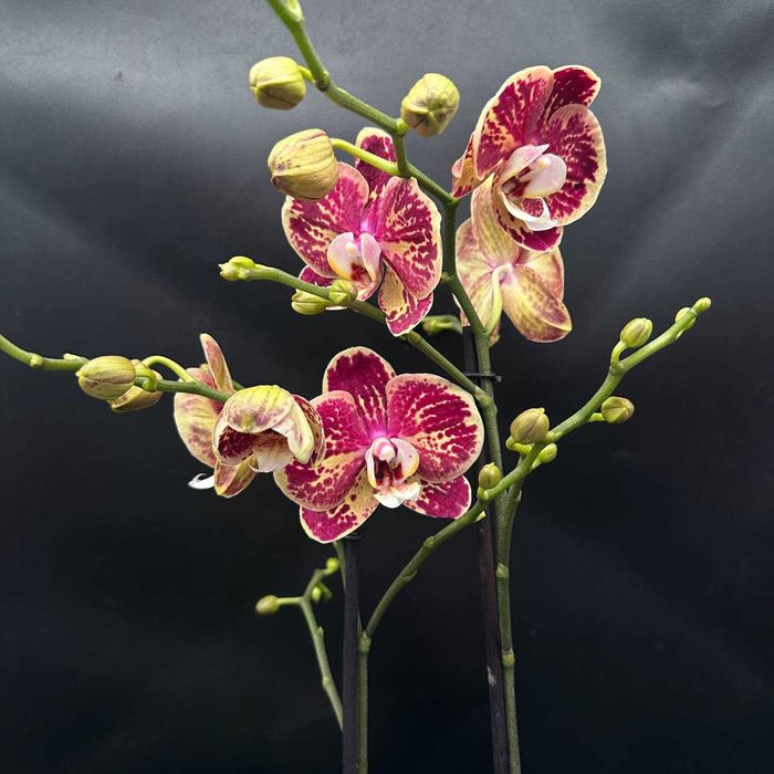 Орхидеи в огромном ассортименте