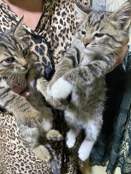 Домашние кошечки