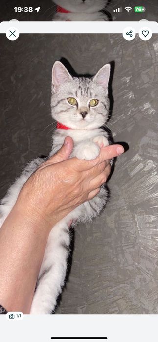 отдам породистого котенка