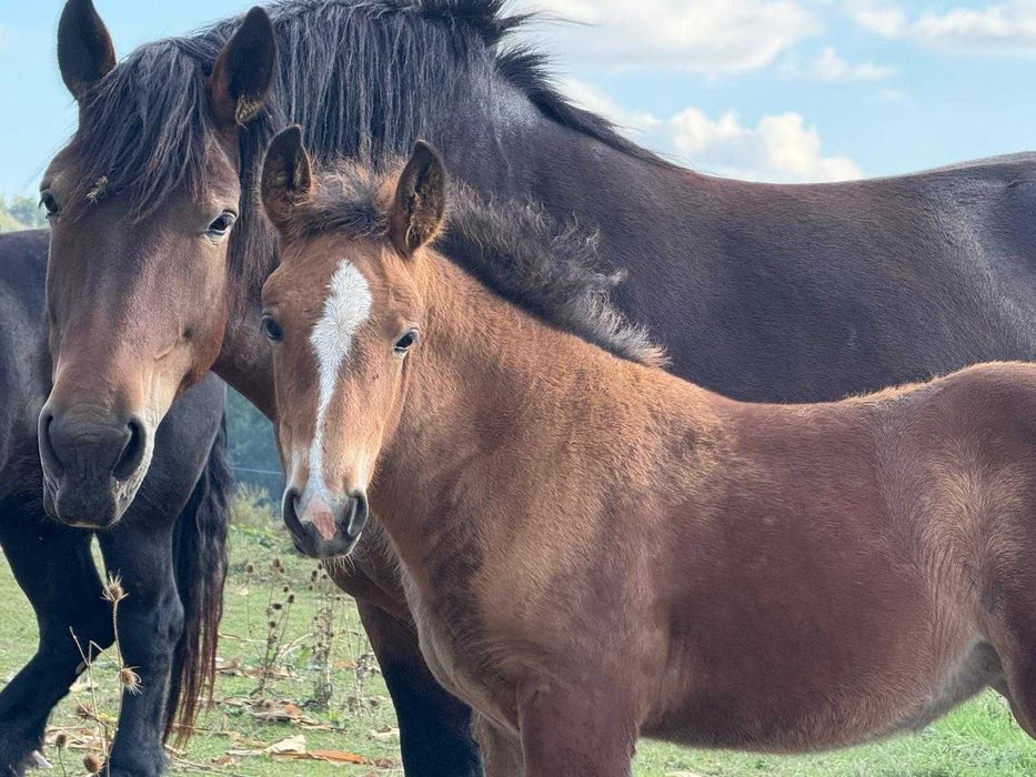Iapă murgă gestantă, de vânzare împreună cu mânza