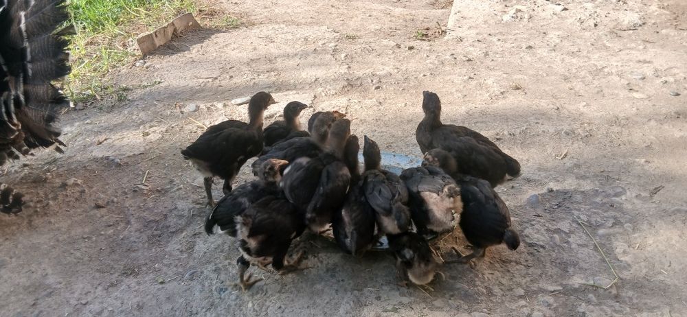 Gigant Qora Shahzoda Tovuqlari, Xo‘rozlari, Tuxumlari va 2 Oylik Jo‘ja