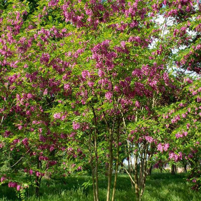 Pomi Oramentali (Salcam Roz )