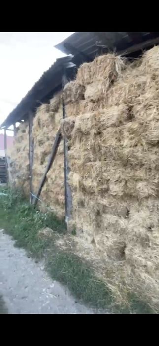 Baloti lucerna sau Fan.Rotunzi min.40.drept.500.La TIR.Pomi fructiferi