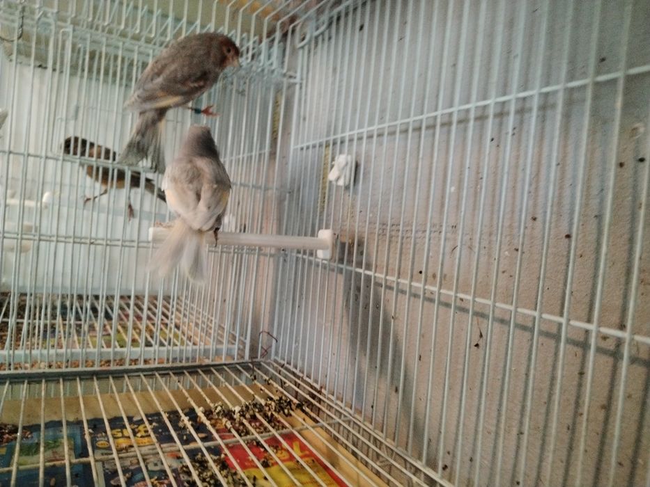 Vînd canari de culoare masculi și femele