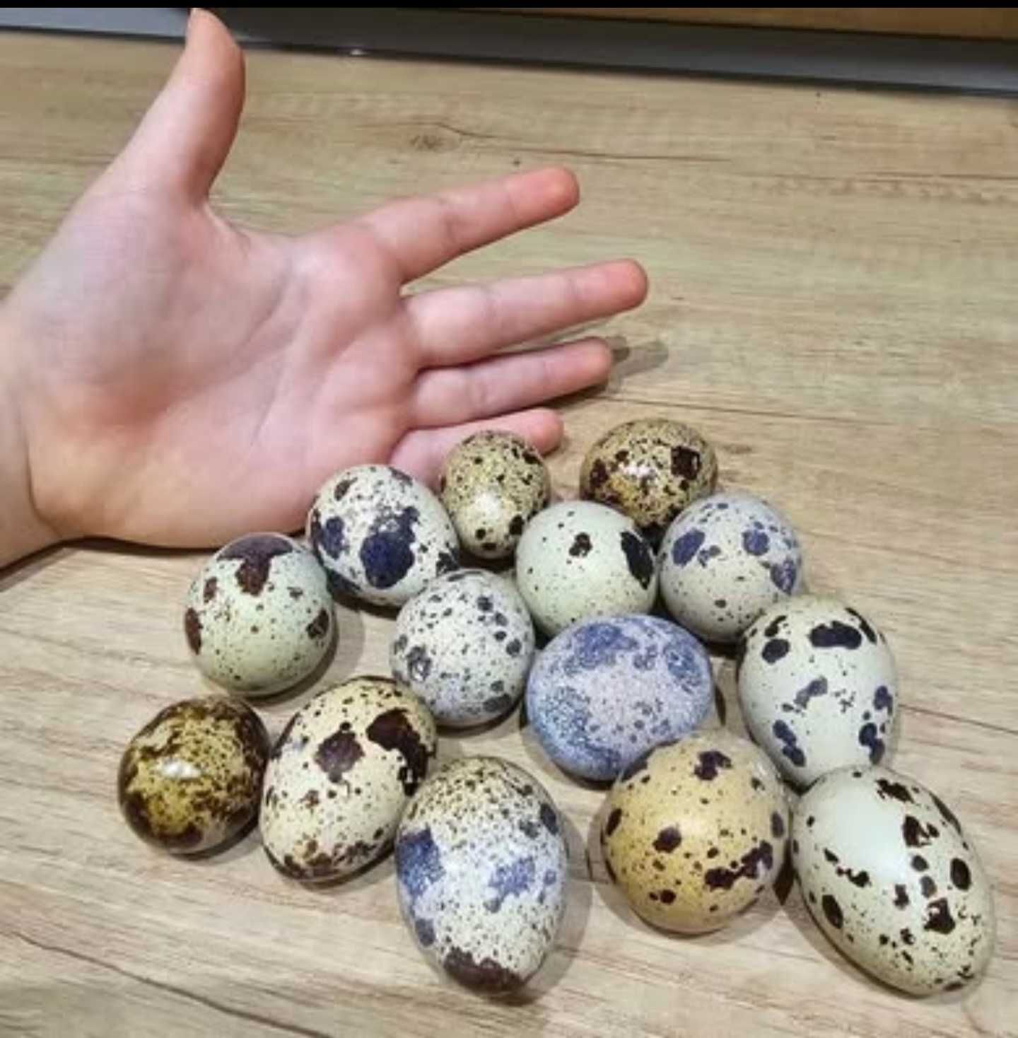 Продавам пресни пъдпъдъчи яйца