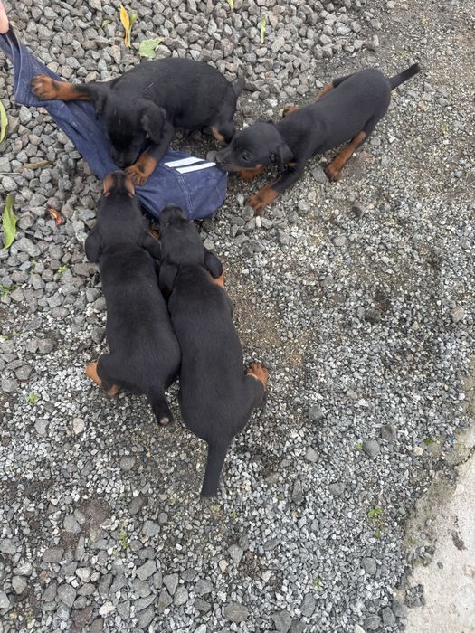 Ягдтериери кученца