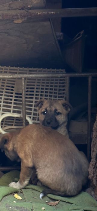 Щенок (девочка) в поисках дома