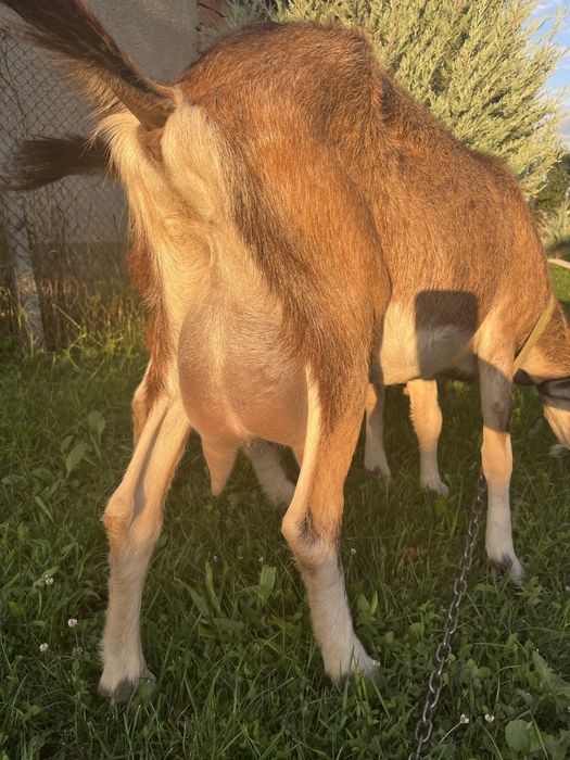 Capra Alpin cu Anglonubian