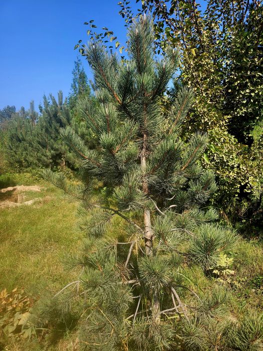Сосна европейская в разных размерах