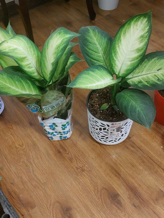 Цветы Диффенбахия