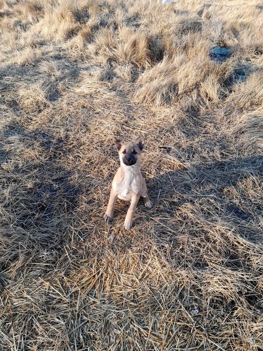 Щеночек ищет дом