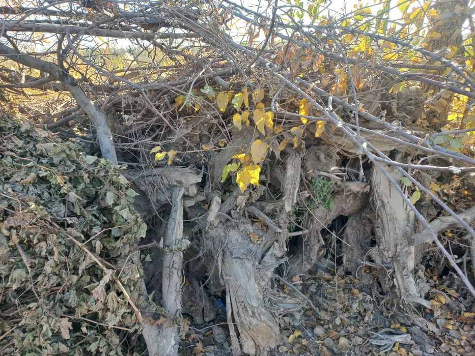 O'tinlar xolati zor quruq