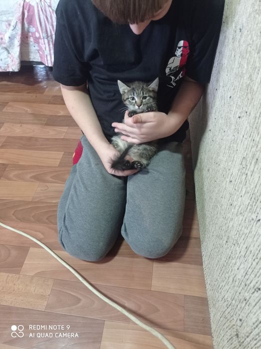 Отдаем котят в Хорошие руки