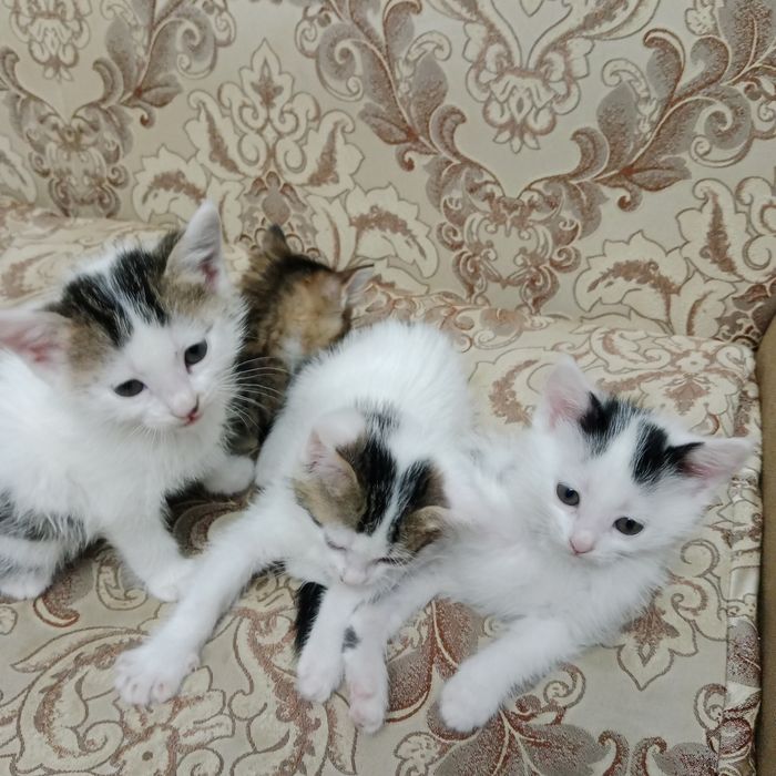 Hadiya tekinga mushuk