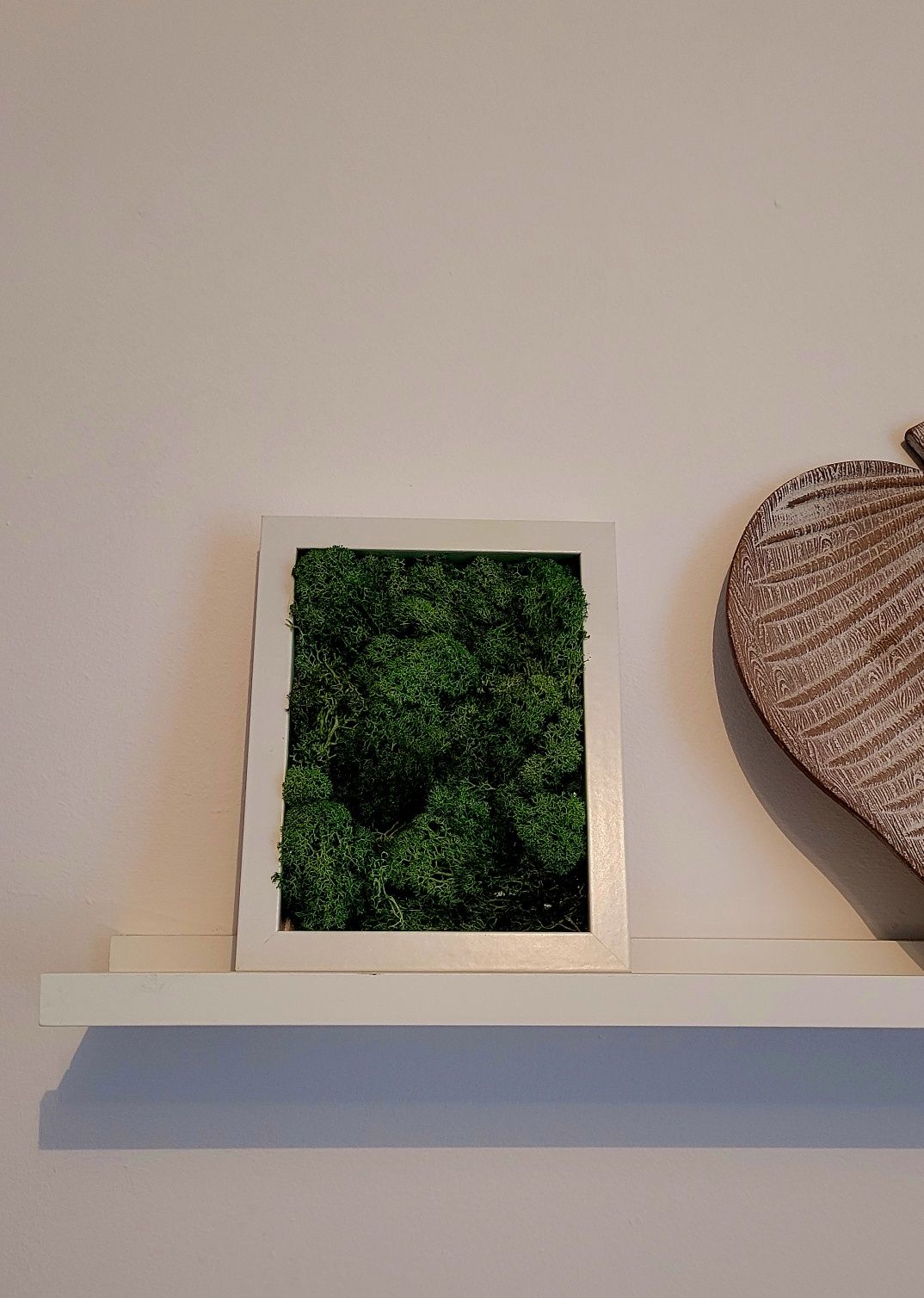 Decoratiune licheni / muschi natural tablou 15x20cm