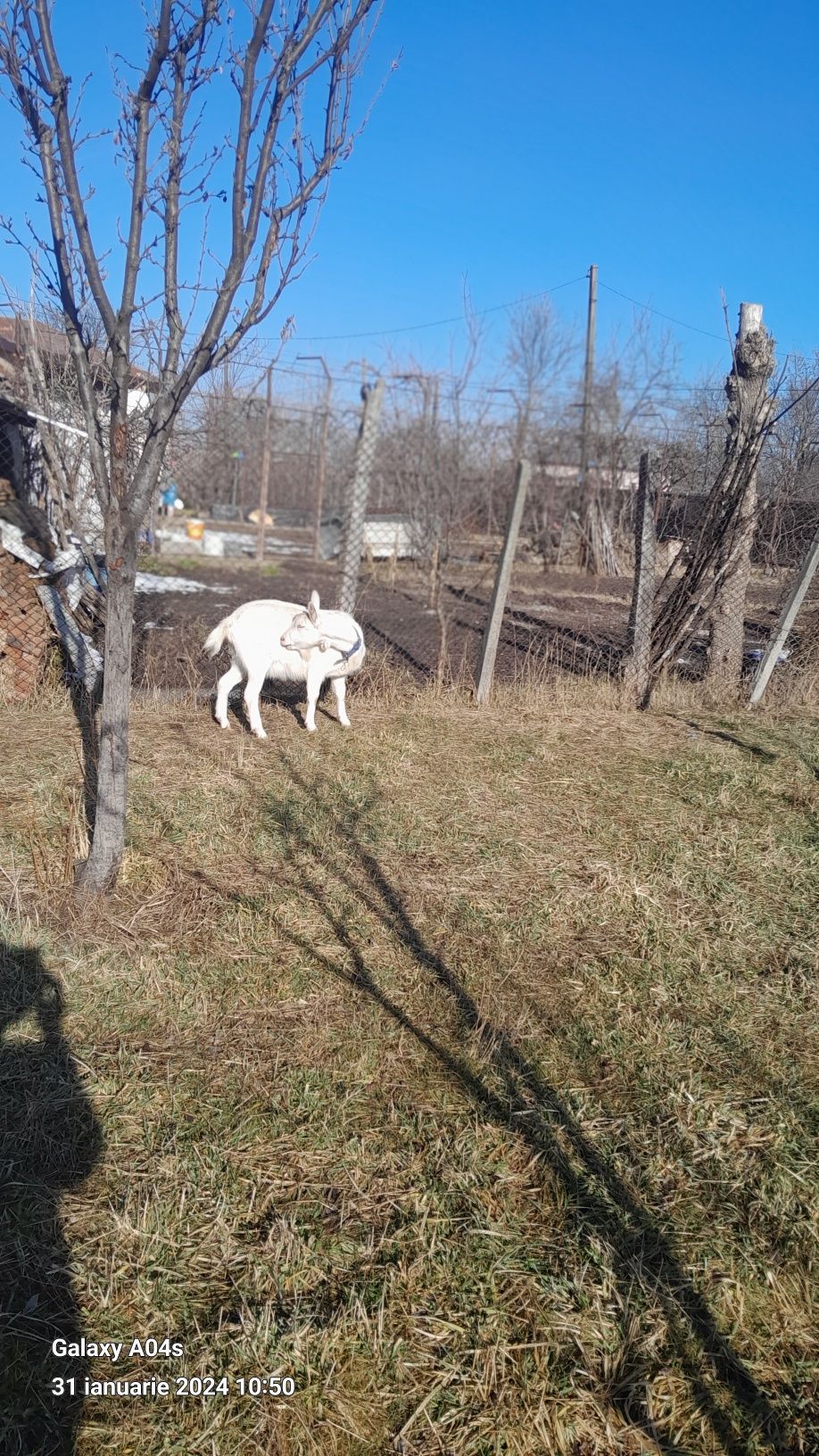 Capra de 2 ani nobila  germana petru pastrama sau petru  ținut