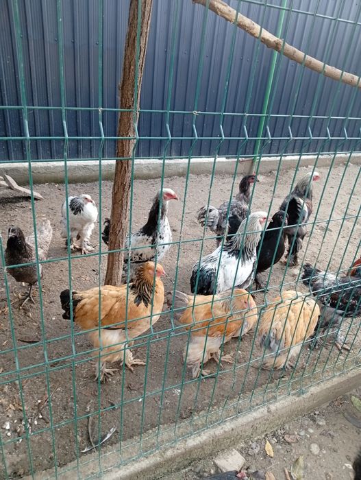 Pui de Brahma de vânzare