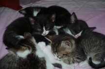 Pisici de adoptat