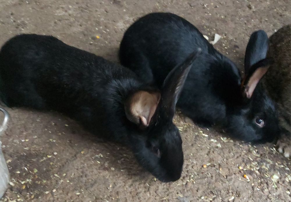 Iepuri uriaș german