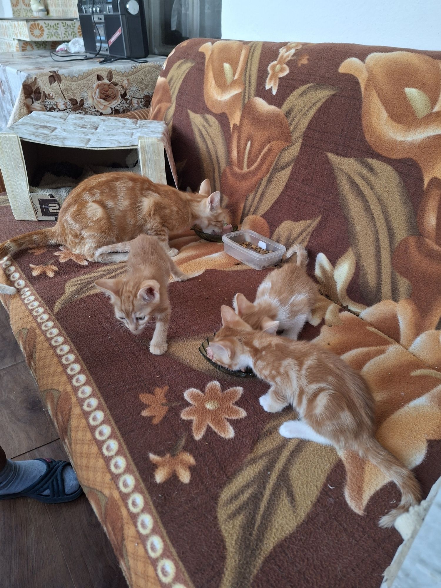 Котета подарявам игриви с хигиени навици