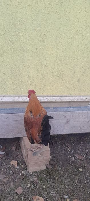 Cocos  de talie mica