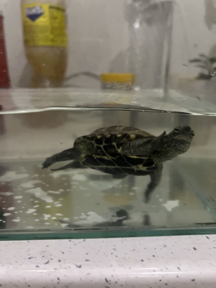 водна костенурка