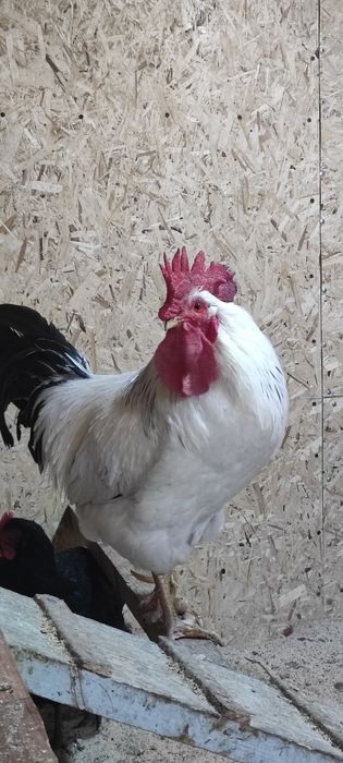 Продам    петушков