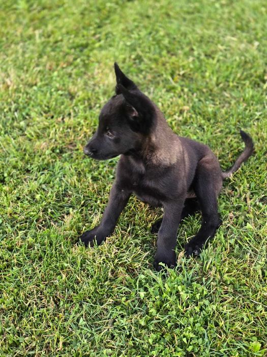 Ciobănesc Belgian Malinois