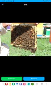 Пчелопакет пчёлы