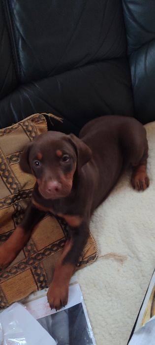 Продавам  цветни  родословни добермани