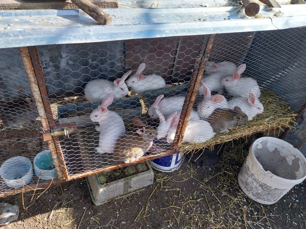 Vând iepuri hicole +3 iepurași gri din mama hicole și tata uriaș germa