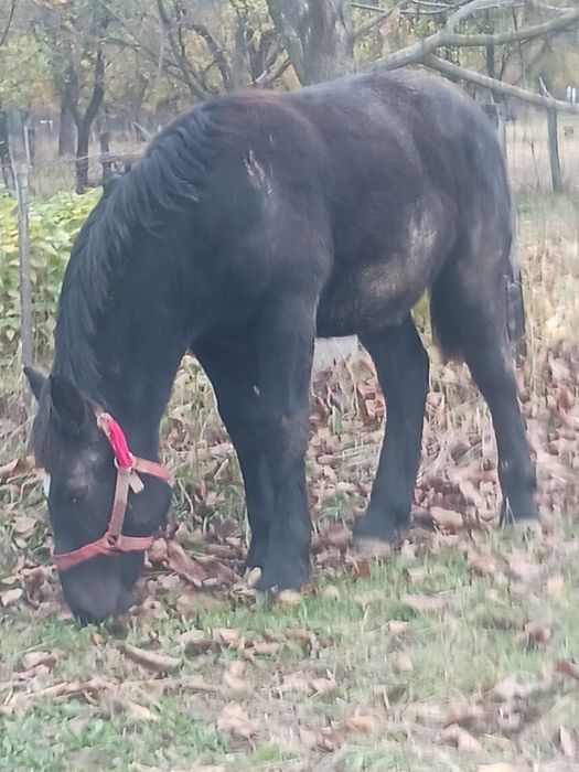 Mânz negru de 6 luni