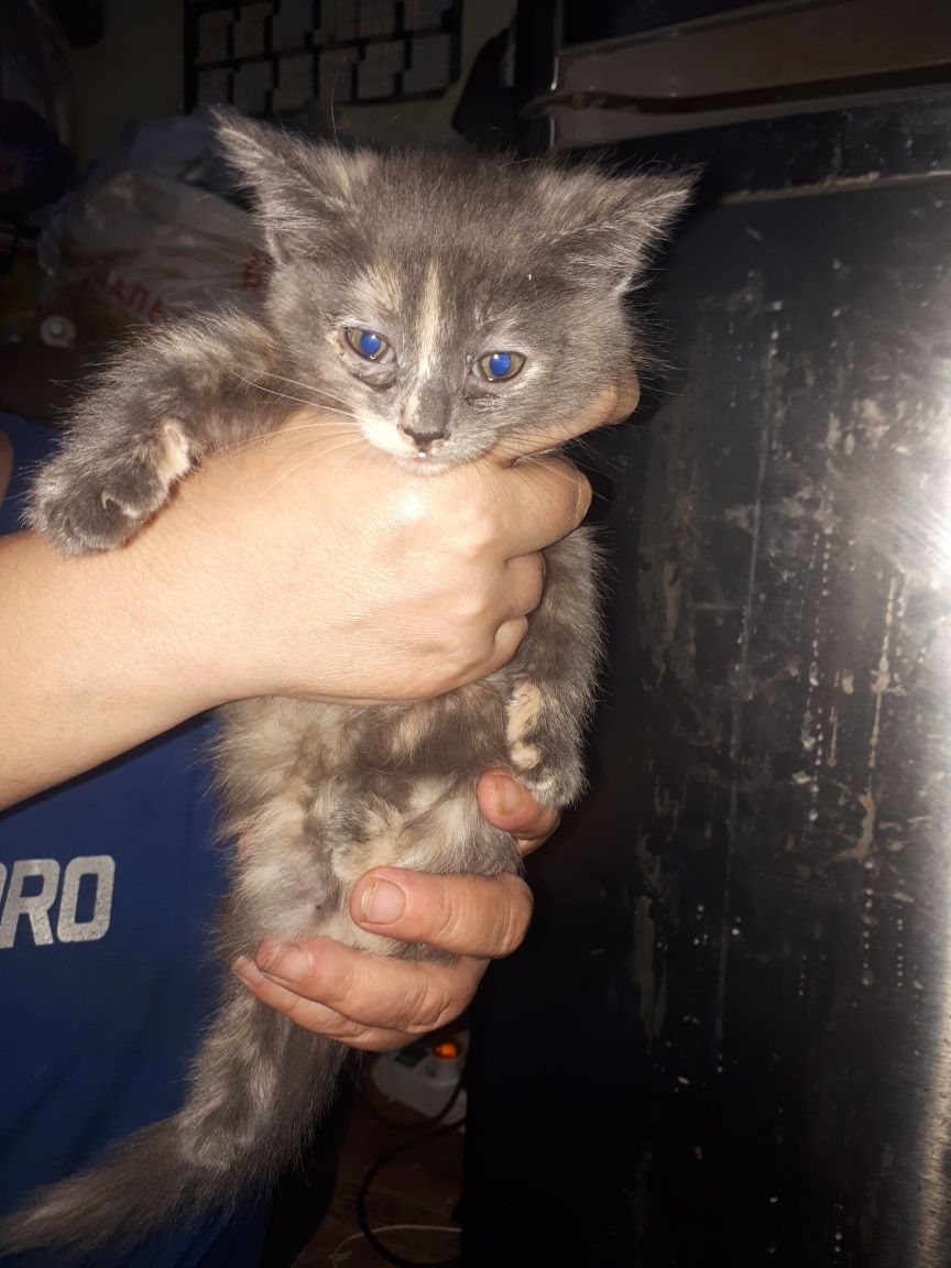 Кошки кошки кошки отдам в хорошие руки кошек своих замечательных есть