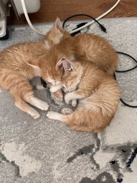 Отдам даром в хорошие руки три кота девочки недавно родились мама умер