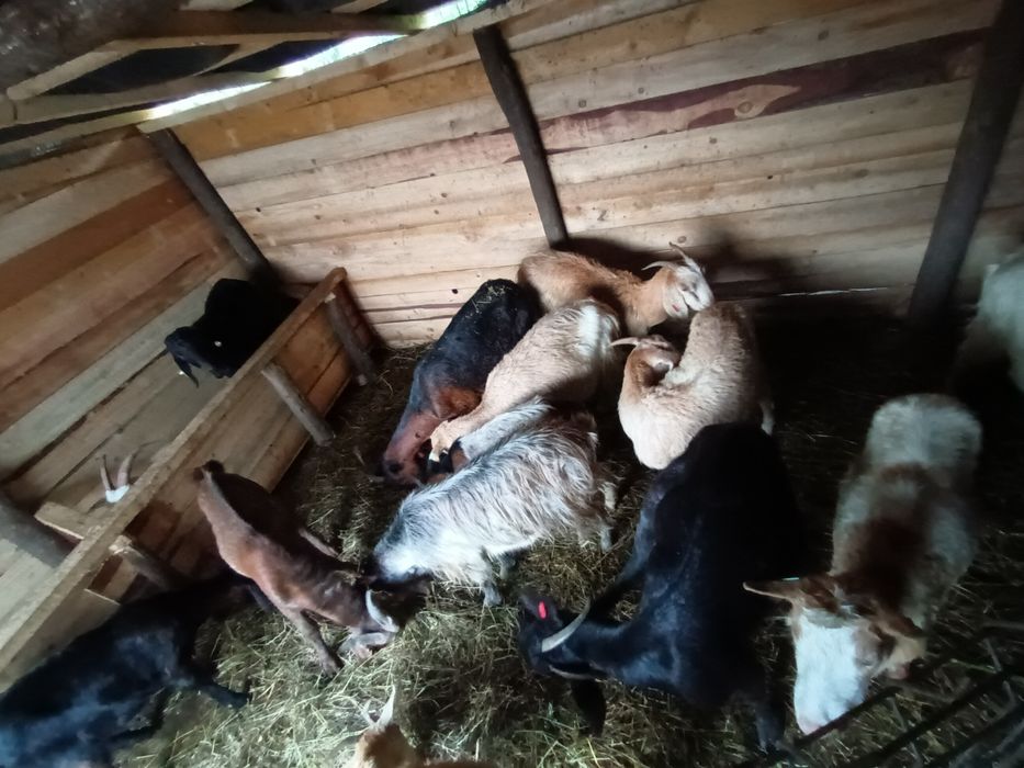 Vând  sau schimb 12 capre și 2 țapi anglodanubian