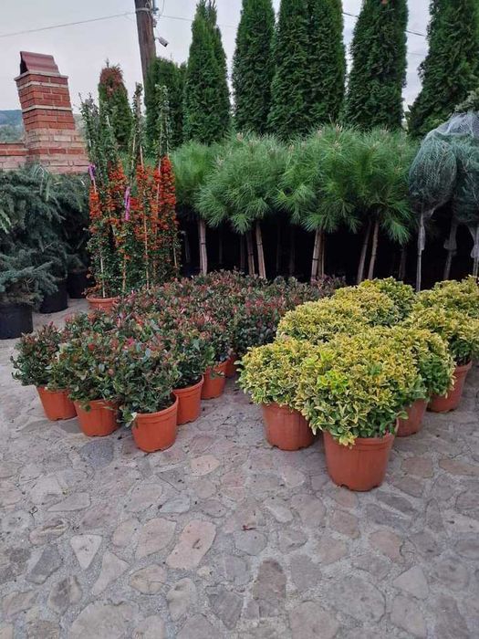 Plante ornamentale elegante ce aduc rafinament autentic
