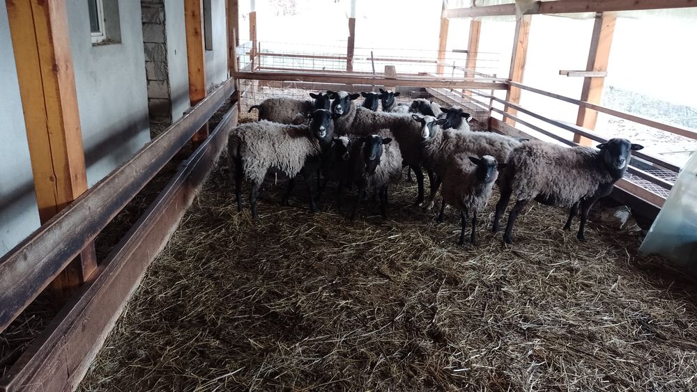 Vând oi rasa Romanov