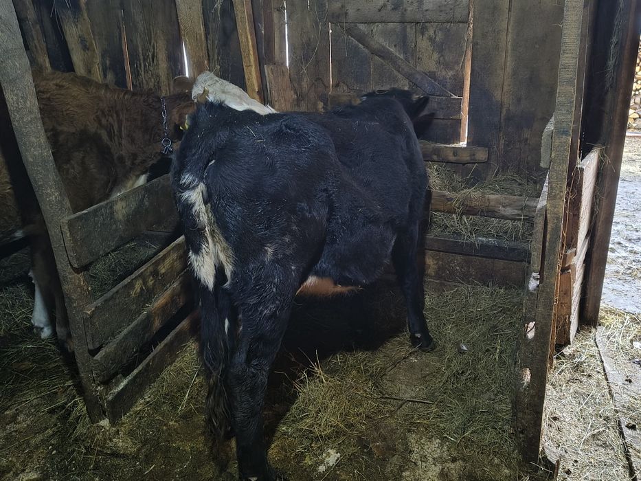 Vind junică de un an metis frumoasă