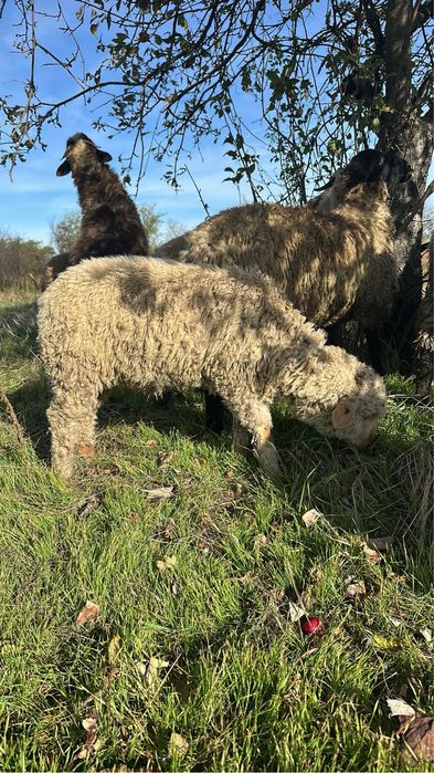 Vand mieluta si berbecuti