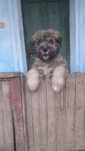Se ofera spre adoptie  catel cu varsta de 1,5 ani, mascul