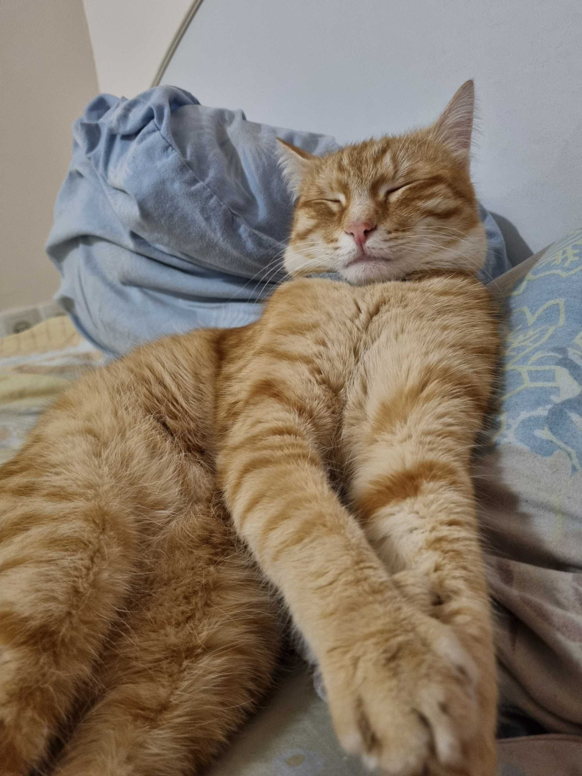 Передержка котов и кошечек, птиц, хомяков