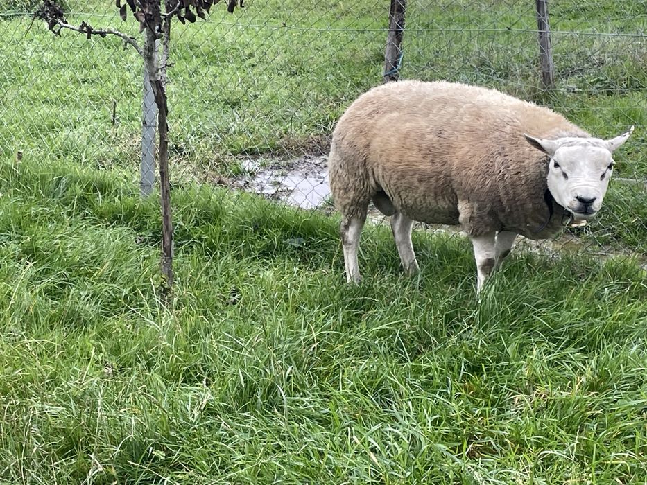 Vand berbec texel
