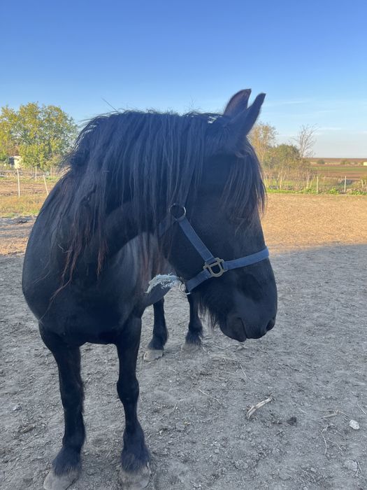 Iapa friesian de vanzare