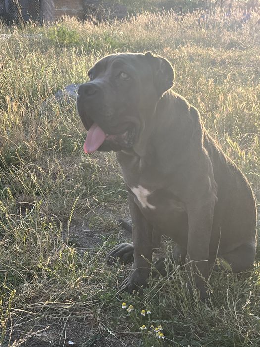 Кане корсо / cane corso