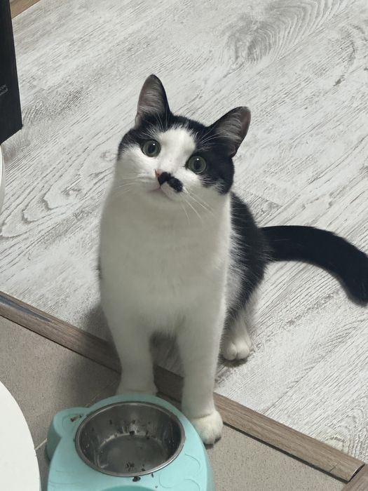 Отдам кошку в хорошие руки