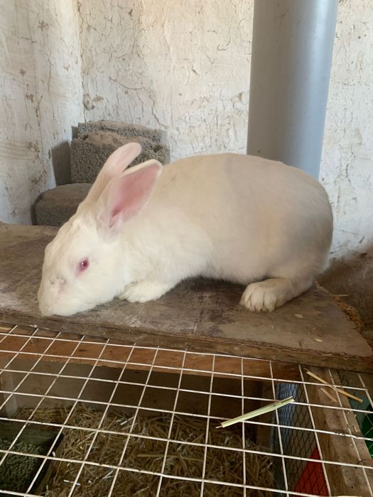 Hikol erkak yoshiga yetgan