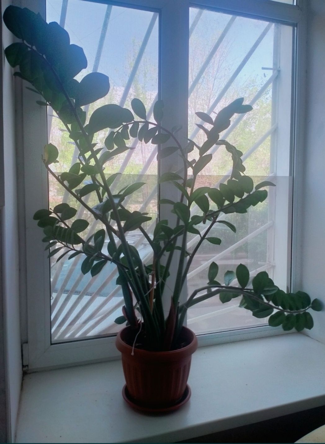 Замиокулькас (долларовое)